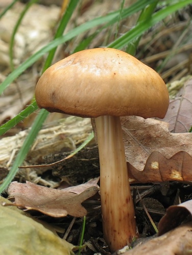 peniazovka vretenohlúbiková / penízovka vřetenonohá