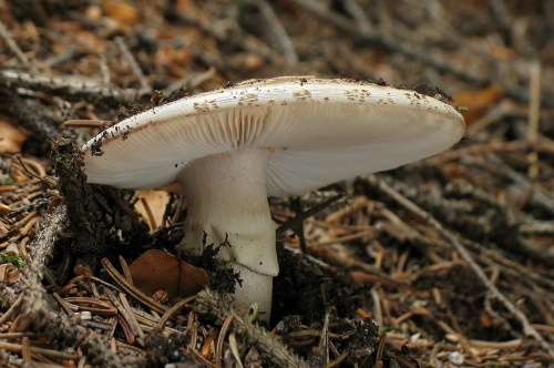 muchotrávka hrubá / muchomůrka šedivka