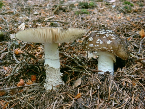muchotrávka hrubá / muchomůrka šedivka