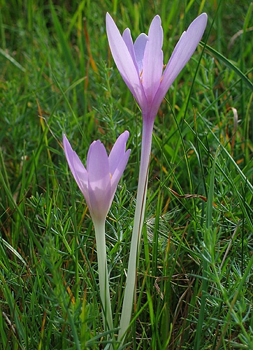 jesienka obyčajná