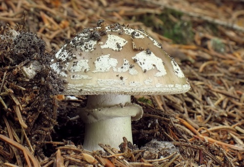 muchotrávka hrubá / muchomůrka šedivka
