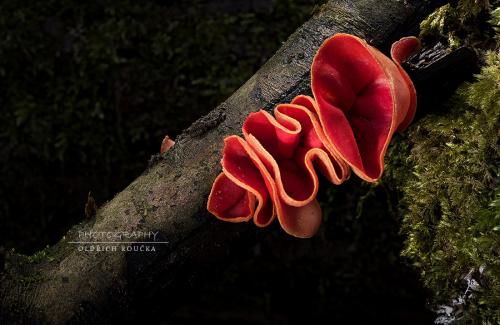 ohnivec rakúsky / ohnivec rakouský