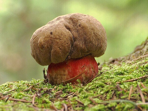 hríb červený / hřib kříšť