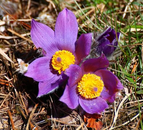 poniklec veľkokvetý