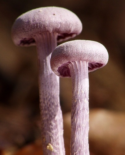 lakovka ametystová /lakovka ametystová