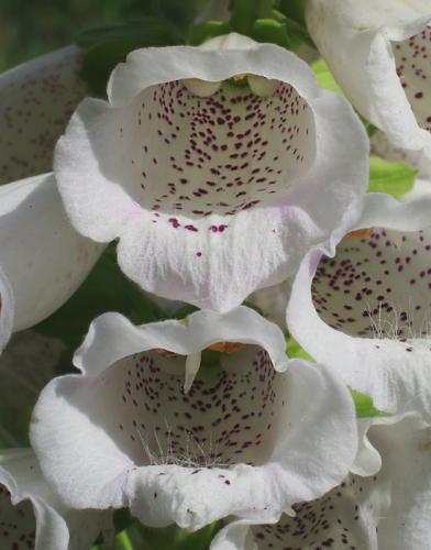 náprstník červený