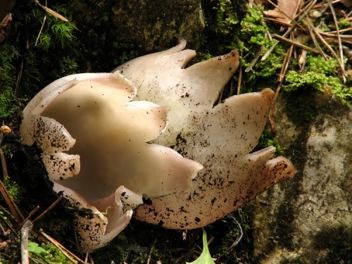 tulipánovka fialová / baňka velkokališná