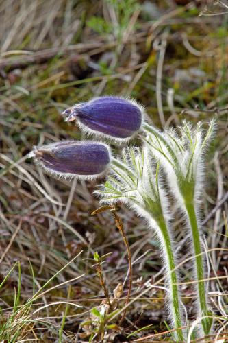 poniklec prostredný