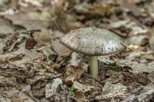 povraznica širokolupeňová / penízovka širokolupenná