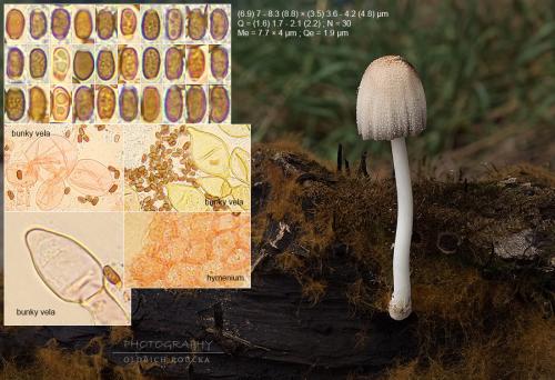 hnojník / hnojník Ellisův