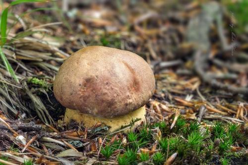 hríb sosnový / hřib borový