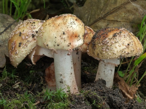 muchotrávka červenkastá / muchomůrka růžovka
