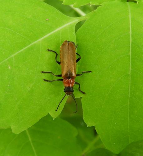 Cantharis sp.