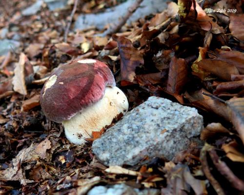 hríb sosnový / hřib borový