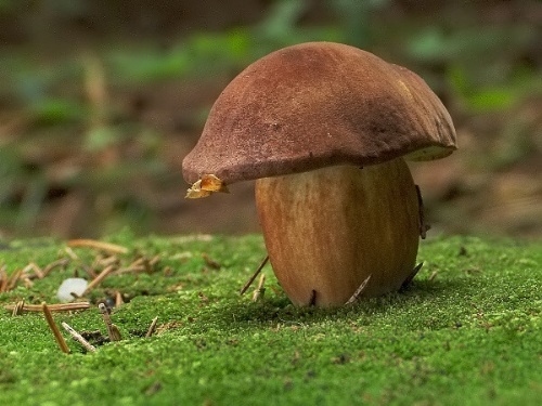 suchohríb hnedý / hřib hnědý