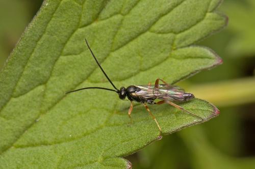 Helcon sp.