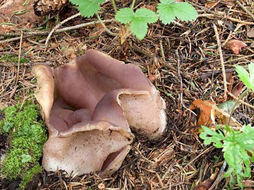 tulipánovka fialová / baňka velkokališná