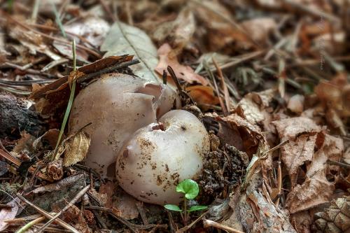 tulipánovka fialová / baňka velkokališná