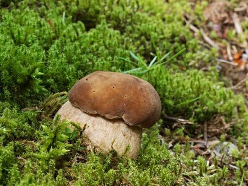 hríb dubový /hřib dubový