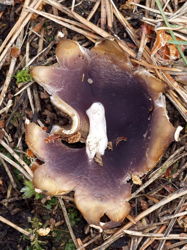 tulipánovka fialová / baňka velkokališná