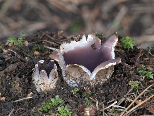 tulipánovka fialová / baňka velkokališná
