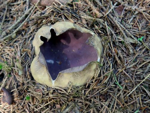 tulipánovka fialová / baňka velkokališná