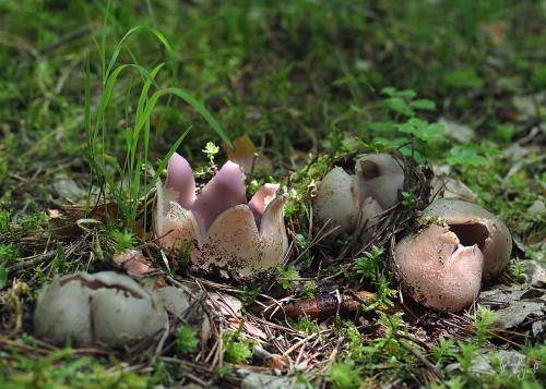 tulipánovka fialová / baňka velkokališná