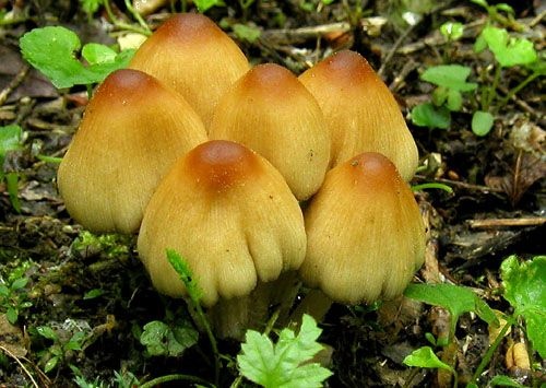 hnojník ligotavý / hnojník třpytivý