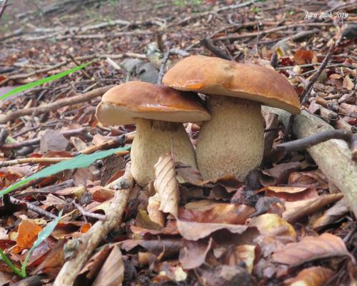 hríb dubový /hřib dubový