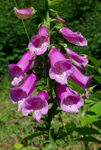 náprstník červený