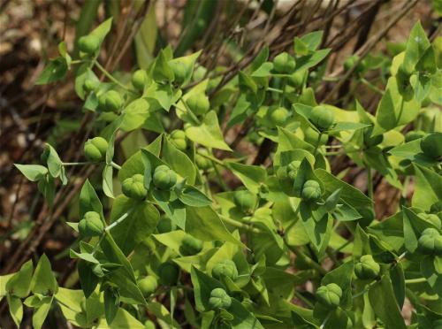 mliečnik preháňavý