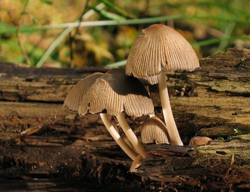 hnojník ligotavý / hnojník třpytivý