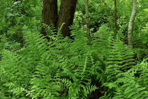 papradník močiarny