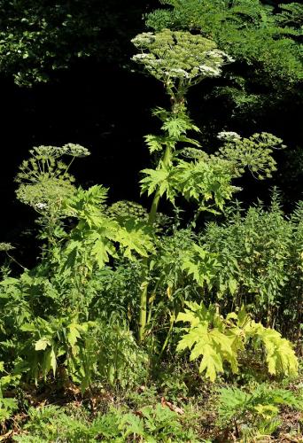 boľševník obrovský