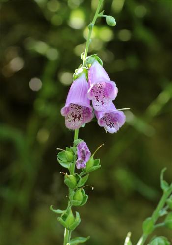 náprstník červený