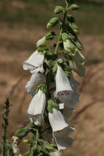 náprstník červený