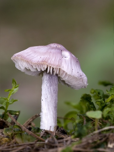 prilbička reďkovková / helmovka ředkvičková