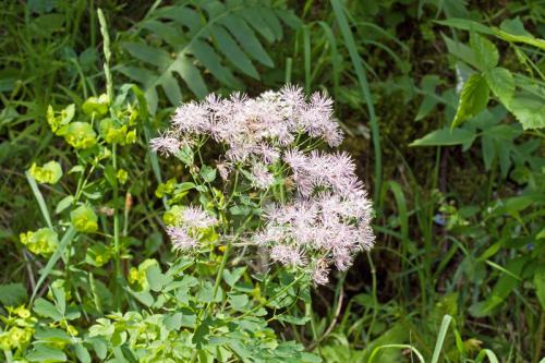 žltuška orlíčkolistá