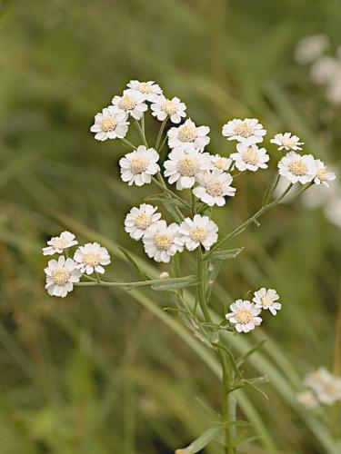 rebríček bertrámový