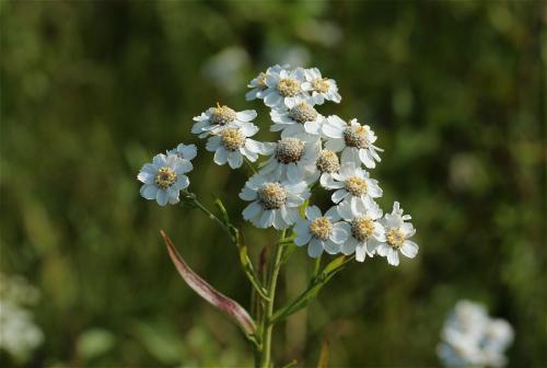 rebríček bertrámový