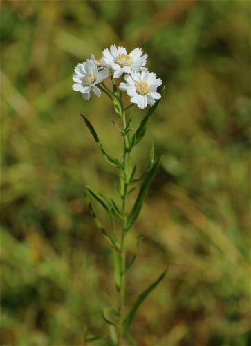 rebríček bertrámový