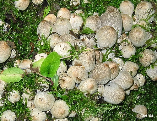 Hnojník Strossmayerov