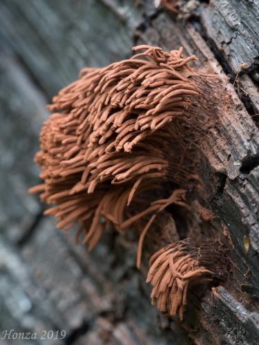 pazderka hnedá / pazderek hnědý