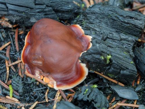 rizinka zvlnená / kořenitka nadmutá