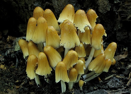 hnojník ligotavý / hnojník třpytivý