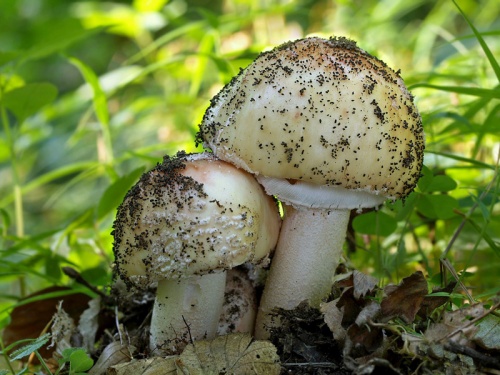 muchotrávka červenkastá / muchomůrka růžovka