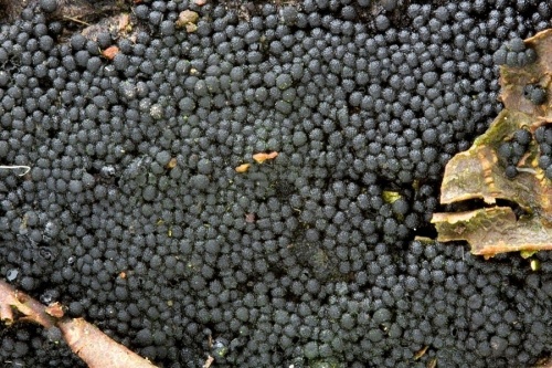 černěnka pospolitá (CZ)