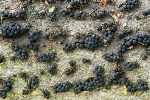 černěnka pospolitá (CZ)