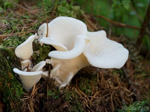 hlivec biely - hlíva ušatá