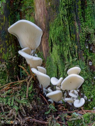 hlivec biely - hlíva ušatá